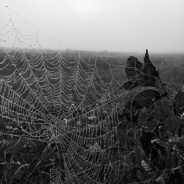 Foto rugiada sulla rete di ragno