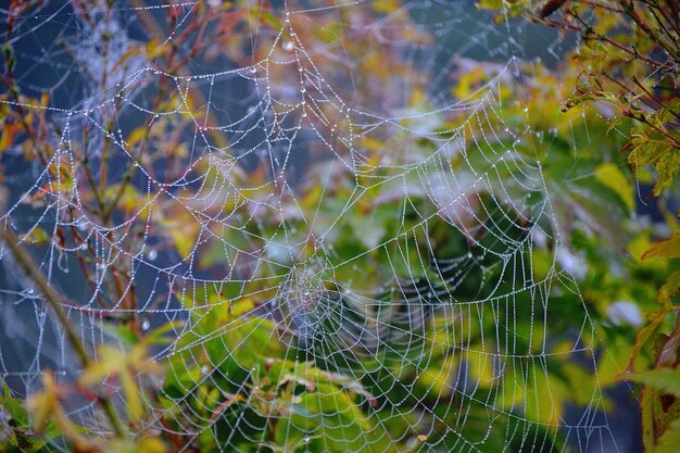 Photo dew on spider wed