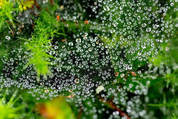 Photo dew on a spidersweb