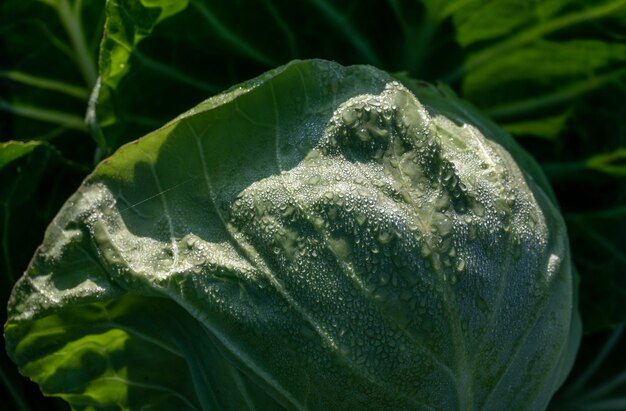 Dew on vegetable leaves in the sun