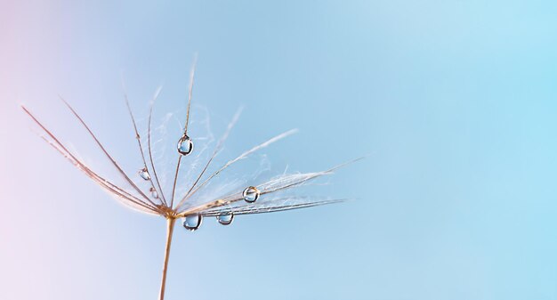 민들레 씨앗 매크로 사진에 이슬 물방울 아름다운 빗방울이 있는 무성한 민들레 씨앗