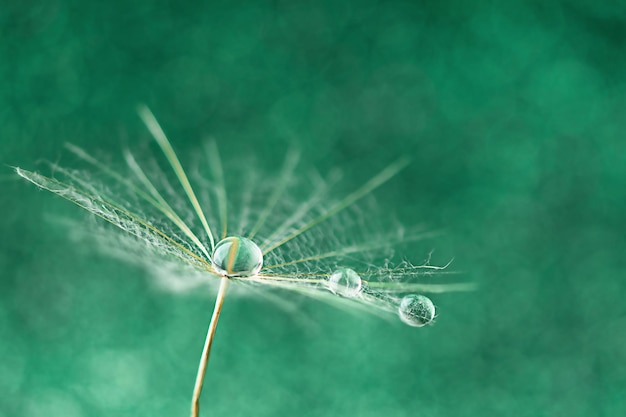 Капля росы на макрофотографии семян одуванчика