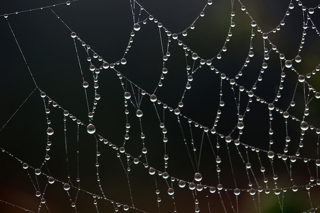 The dew on the web