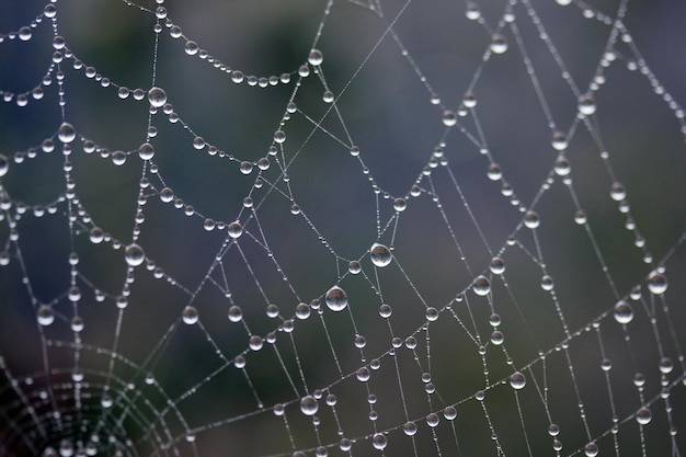 The dew on the web