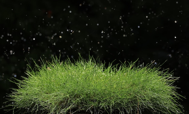 dew on wet green grass