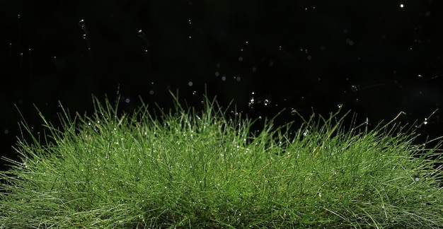 dew on wet green grass