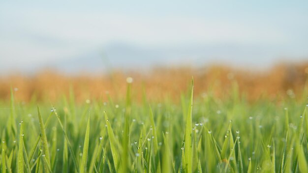 Photo dew wets rice seeds