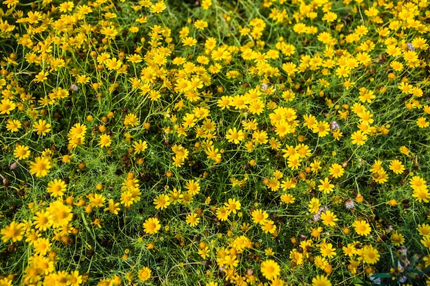 Dew on yellow daisy field under the morning sunlight.