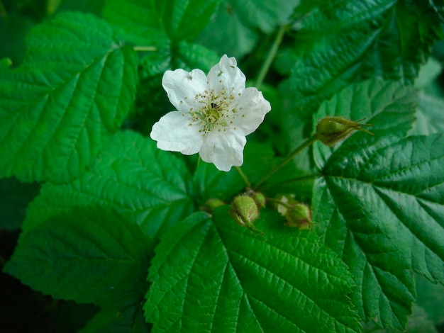 Dewberry flover Rubus caesius