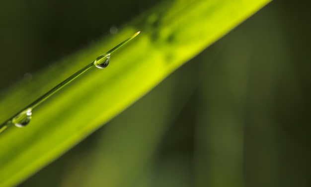 Dewdrop transparent on grass natural concept