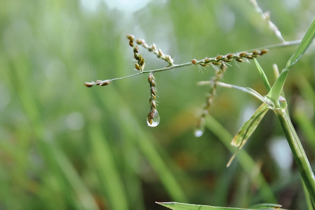 Dewdrops above the Eriochloa procera wildgrasses flower