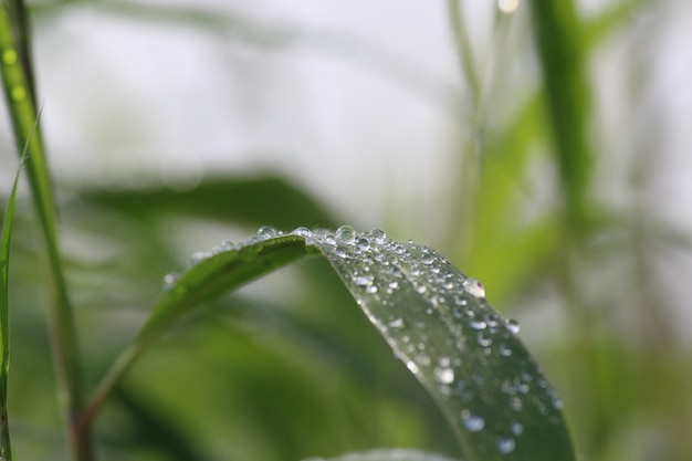 写真 葉上での脱水