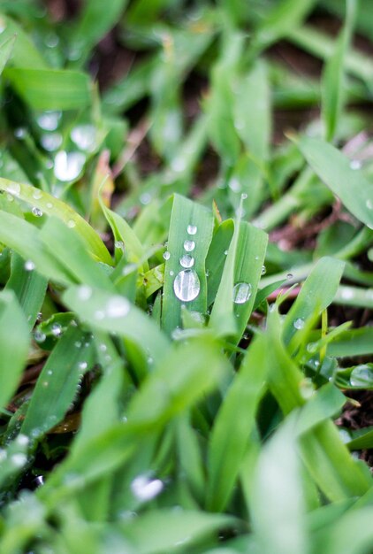 芝生の上の露と雨 自然とリラクゼーション