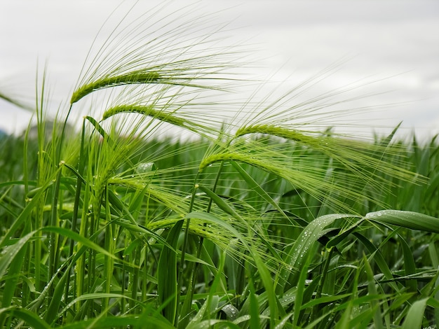 Dewdrops on a spikelet. Wheat field in a rainy morning.