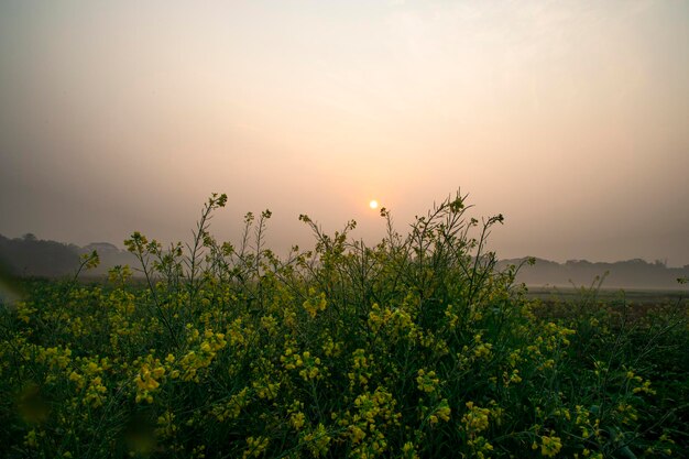 Dewdropswet yellow mustard flowers in the field with Winter Morning foggy Golden Sunrise landscape