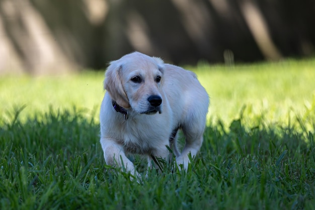 Foto dexter, het nieuwe lid van de familie, een golden retriever puppy.