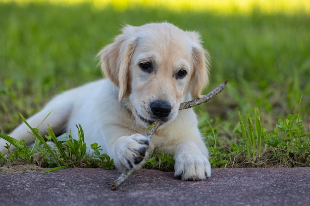 Photo dexter the new member of the family a golden retriever puppy