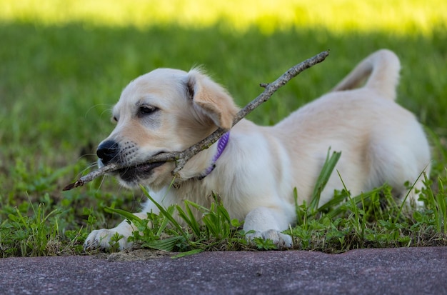 Foto dexter, il nuovo membro della famiglia, un cucciolo di golden retriever.