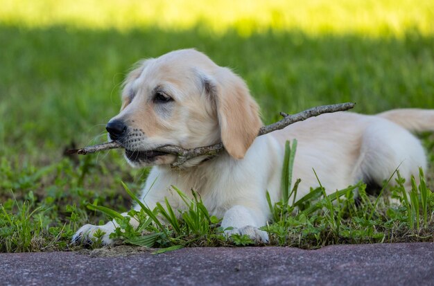 Foto dexter, il nuovo membro della famiglia, un cucciolo di golden retriever.