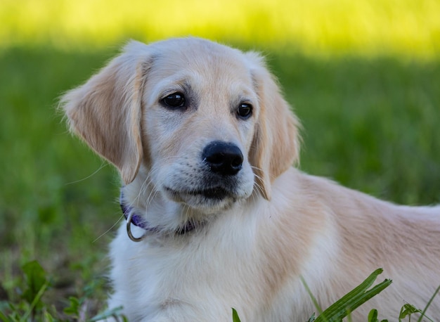 Foto dexter, il nuovo membro della famiglia, un cucciolo di golden retriever.