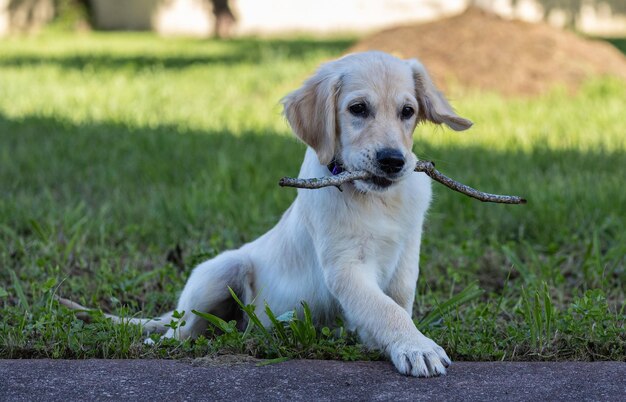 Foto dexter, il nuovo membro della famiglia, un cucciolo di golden retriever.