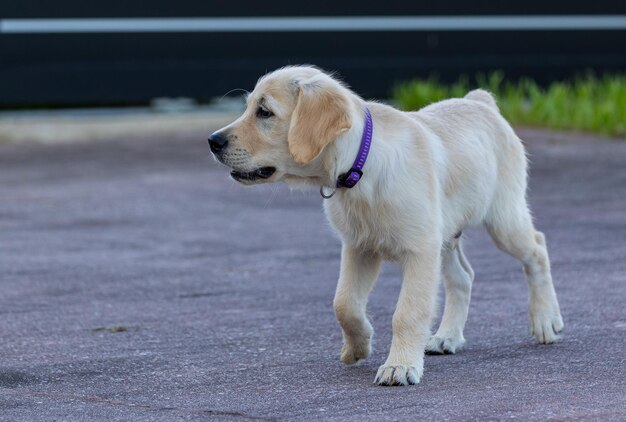 Foto dexter, il nuovo membro della famiglia, un cucciolo di golden retriever.