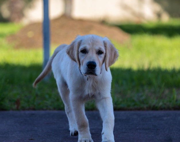 Foto dexter, il nuovo membro della famiglia, un cucciolo di golden retriever.