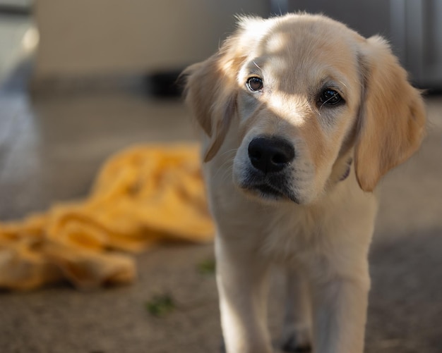 デクスター 家族の新しいメンバー ゴールデン・レトリバーの子犬