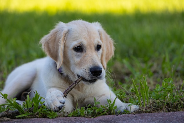 写真 デクスター 家族の新しいメンバー ゴールデン・レトリバーの子犬