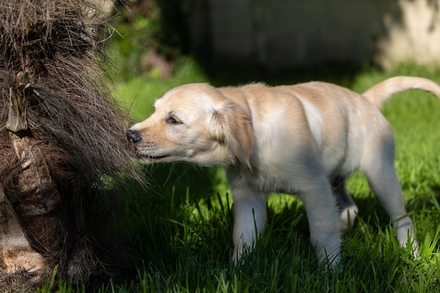 写真 デクスター 家族の新しいメンバー ゴールデン・レトリバーの子犬