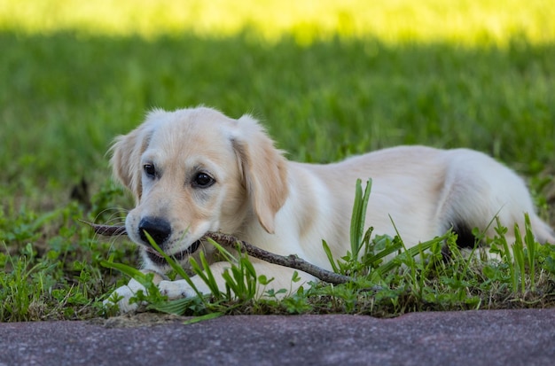 写真 デクスター 家族の新しいメンバー ゴールデン・レトリバーの子犬