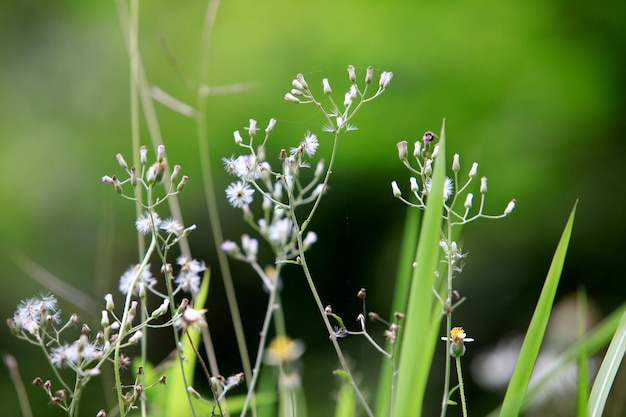 Deze foto is een grasbloem.