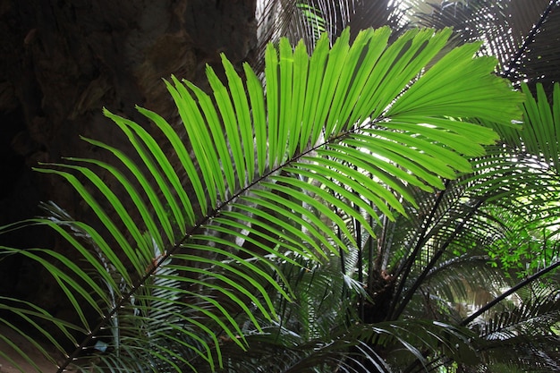 Deze foto is een natuurlijk blad.