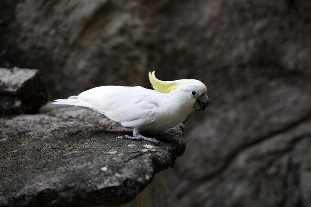 Deze foto is een witte vogel.