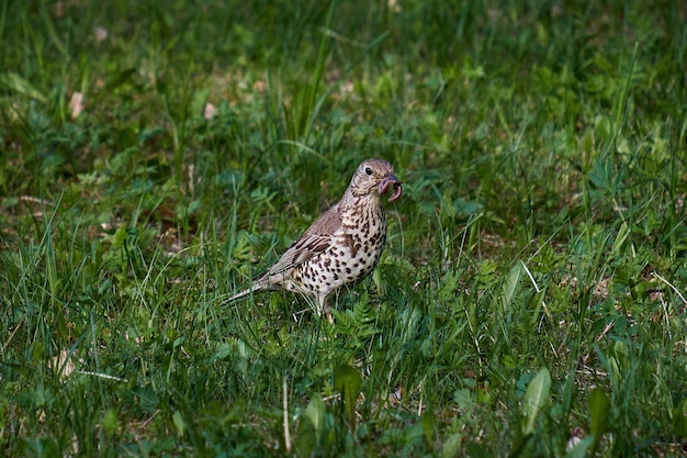 Deze foto is genomen in het nationale park in Kislovodsk, Rusland