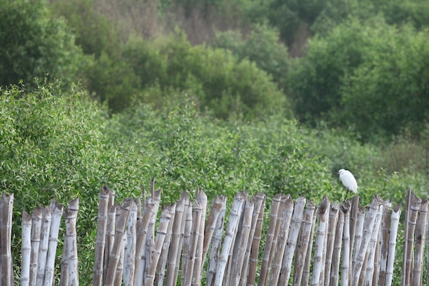 Deze foto toont een vogel die op een houten hek zit.