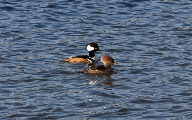 Deze Hooded Merganser-eenden gaan hopelijk weer de goede kant op