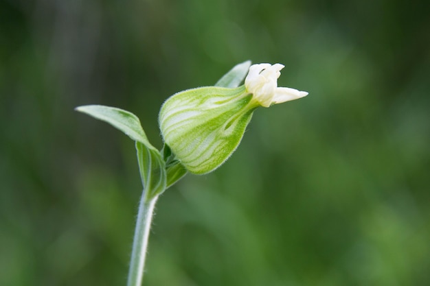 Deze witte bloem Silene vulgaris staat heel mooi op de weide