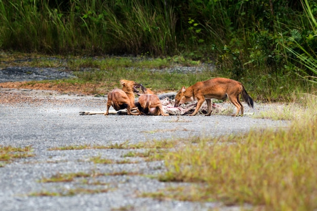 Dhole of Aziatische wilde honden die een hertkarkas eten bij het nationale park van Khao yai, Thailand