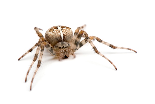 Diadem spider - Araneus diadematus on a white isolated