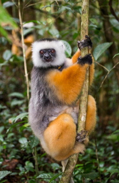 Diademed sifaka is sitting on a branch