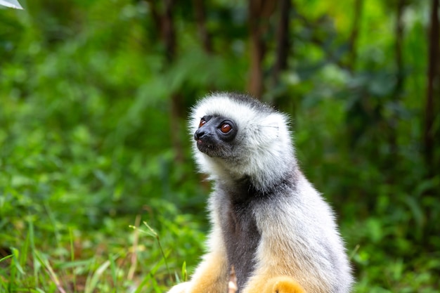 Sifaka diademato nel suo ambiente naturale