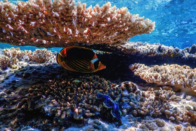 대각선 나비고기(Chaetodon fasciatus) 산호초, 열대 바다, 해양 생물