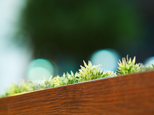 Diagonal decorative grass bed in cafe background