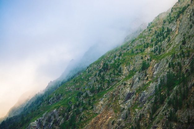 Diagonal mountainside with forest in morning fog close up