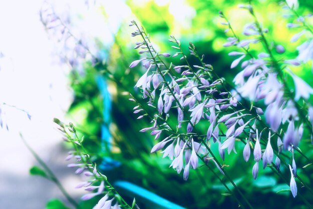 Diagonal purple flowers bokeh background hd