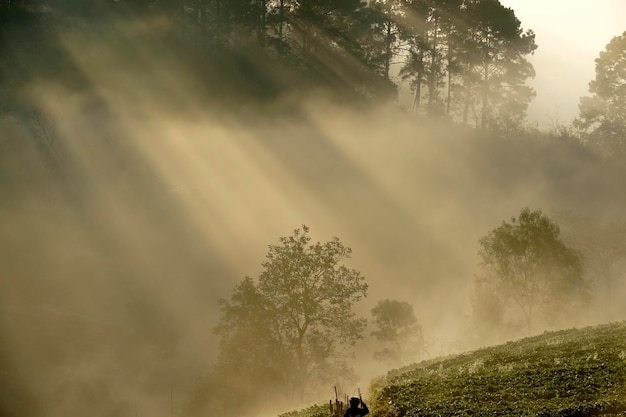 Diagonal sunlight ray over a agricultural field in a morning