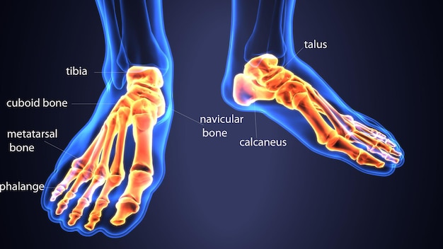 a diagram of a foot that shows the bottom of the foot