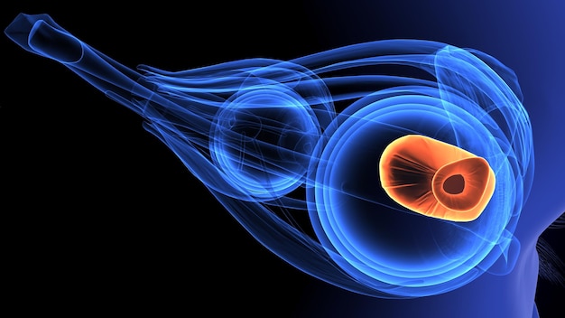 Photo a diagram of a human eye with the bottom half visible