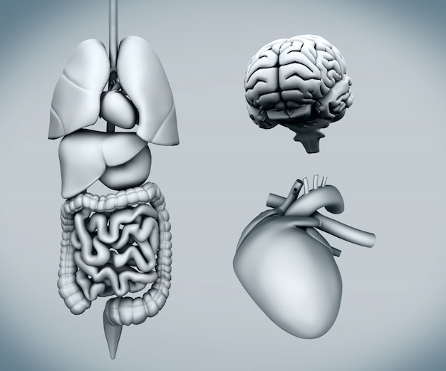 Diagram of human organs on white background